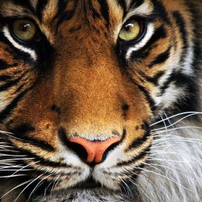 Conservationists Rejoice as Tigers Claw Their Way Back